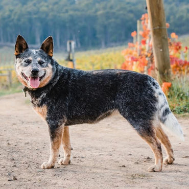 Russell & Suitor Son of a Bull Tasmanian Pinot Noir
