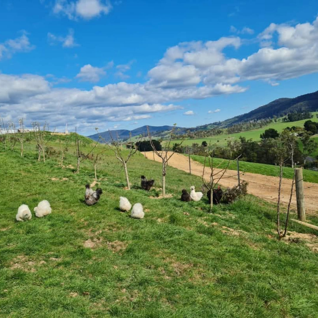 Russell & Suitor Son of a Bull Tasmanian Pinot Noir