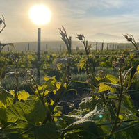 Russell & Suitor Son of a Bull Tasmanian Pinot Noir