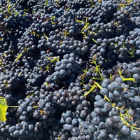 Russell & Suitor Son of a Bull Tasmanian Pinot Noir