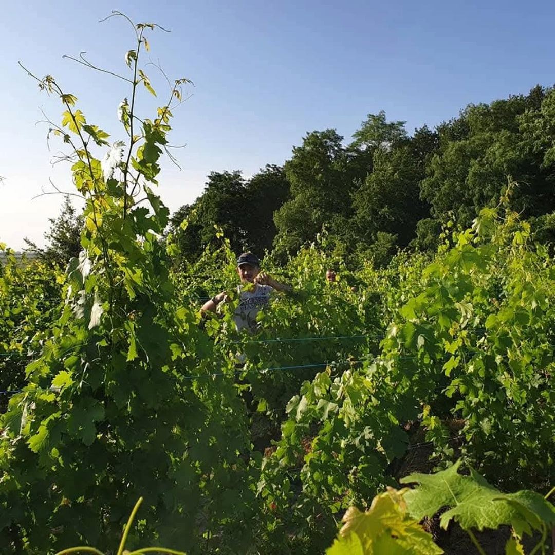 Thiery Germain Domaine Des Roches Neuves Saumur Champigny
