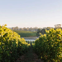 Shaw and Smith Adalaide Hills Shiraz
