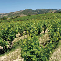 Sa Raja Vermentino di Gallura