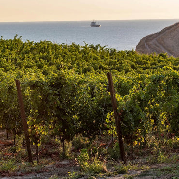 Tufarello Nero di Troia