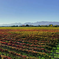 Seifried Estate Nelson Gruner Veltliner