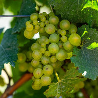 Seifried Estate Nelson Gruner Veltliner