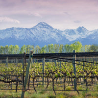Bodega Atamisque Serbal Petit Verdot