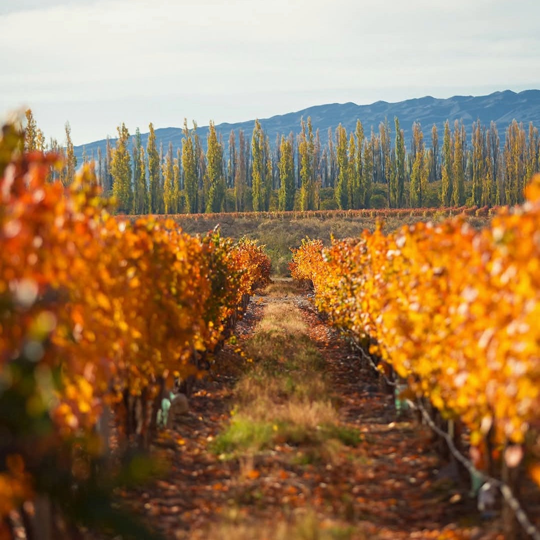 Bodega Atamisque Serbal Petit Verdot