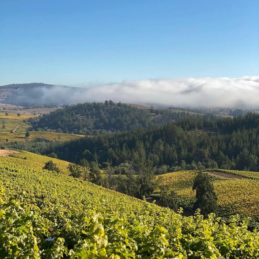 Casa Silva Lago Ranco Patagonian Riesling