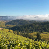 Casa Silva Lago Ranco Patagonian Riesling