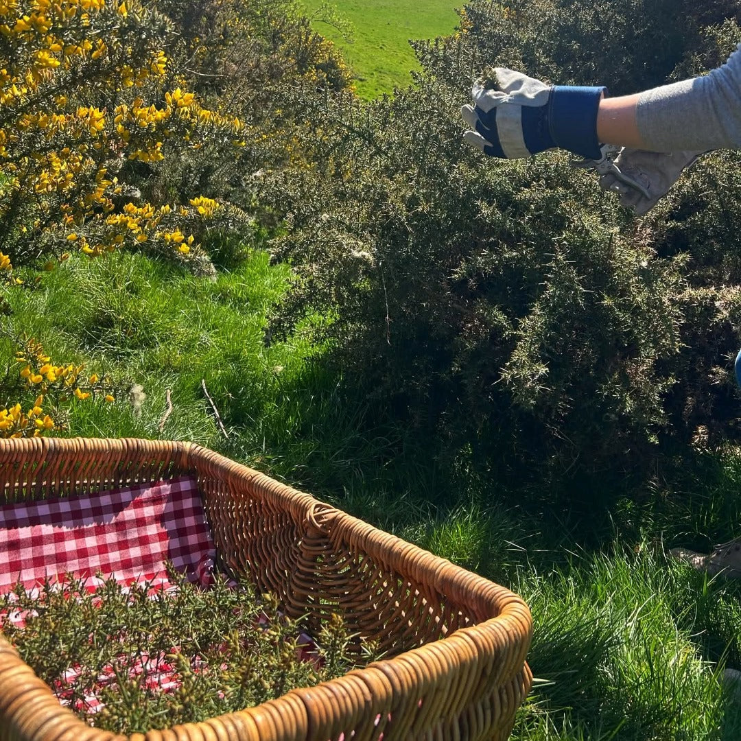 Sloemotion Bramble Whisky Liqueur