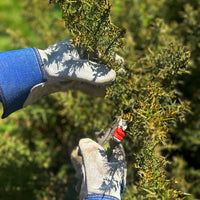 Sloemotion Bramble Whisky Liqueur