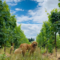 Sokol Blosser Evolution Red