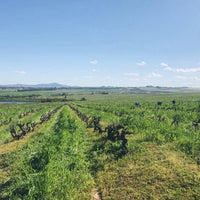 Spice Route Swartland Pinotage