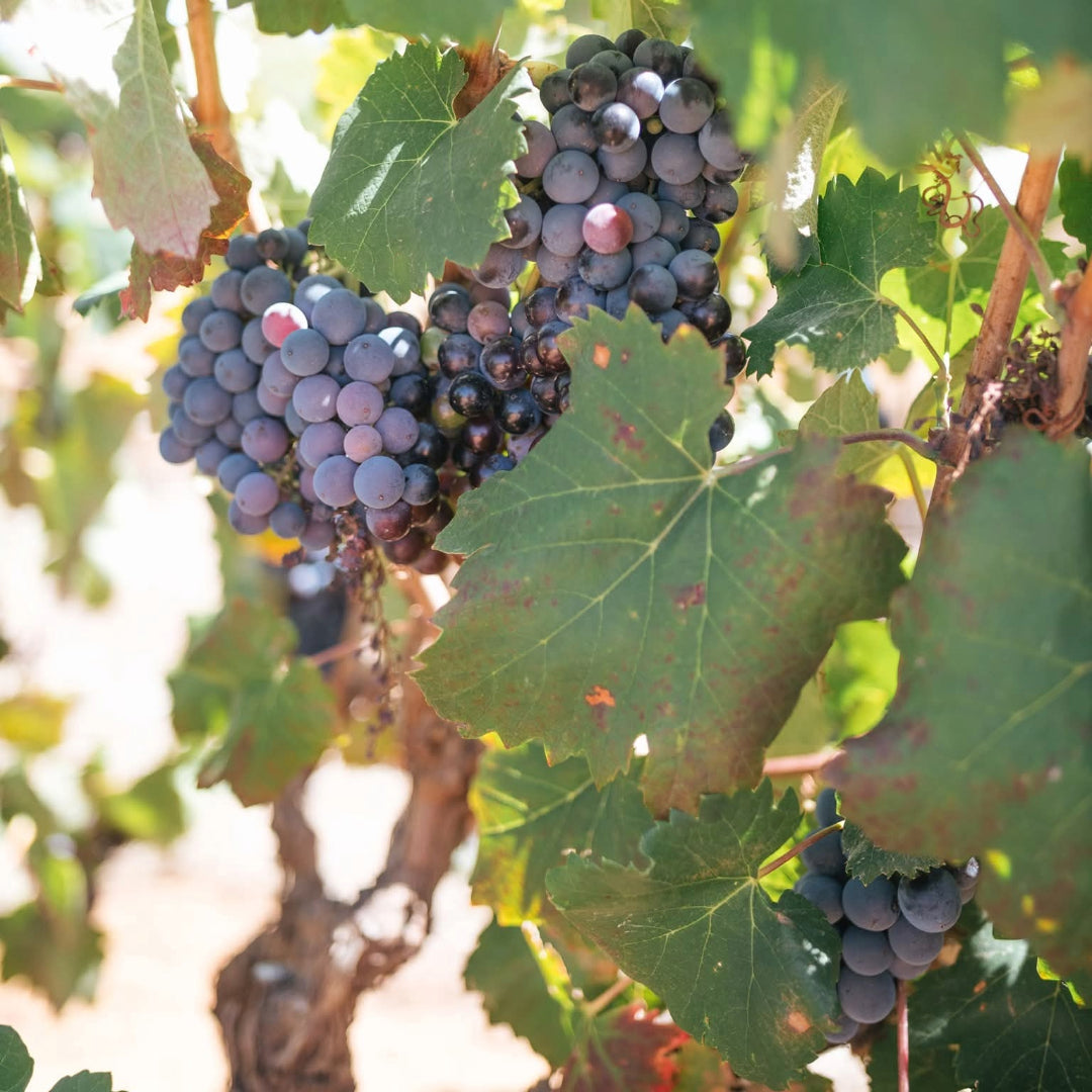 Spice Route Swartland Pinotage