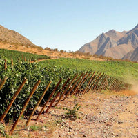 Tabali Talinay Sauvignon Blanc