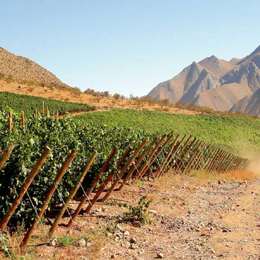 Tabali Talinay Sauvignon Blanc