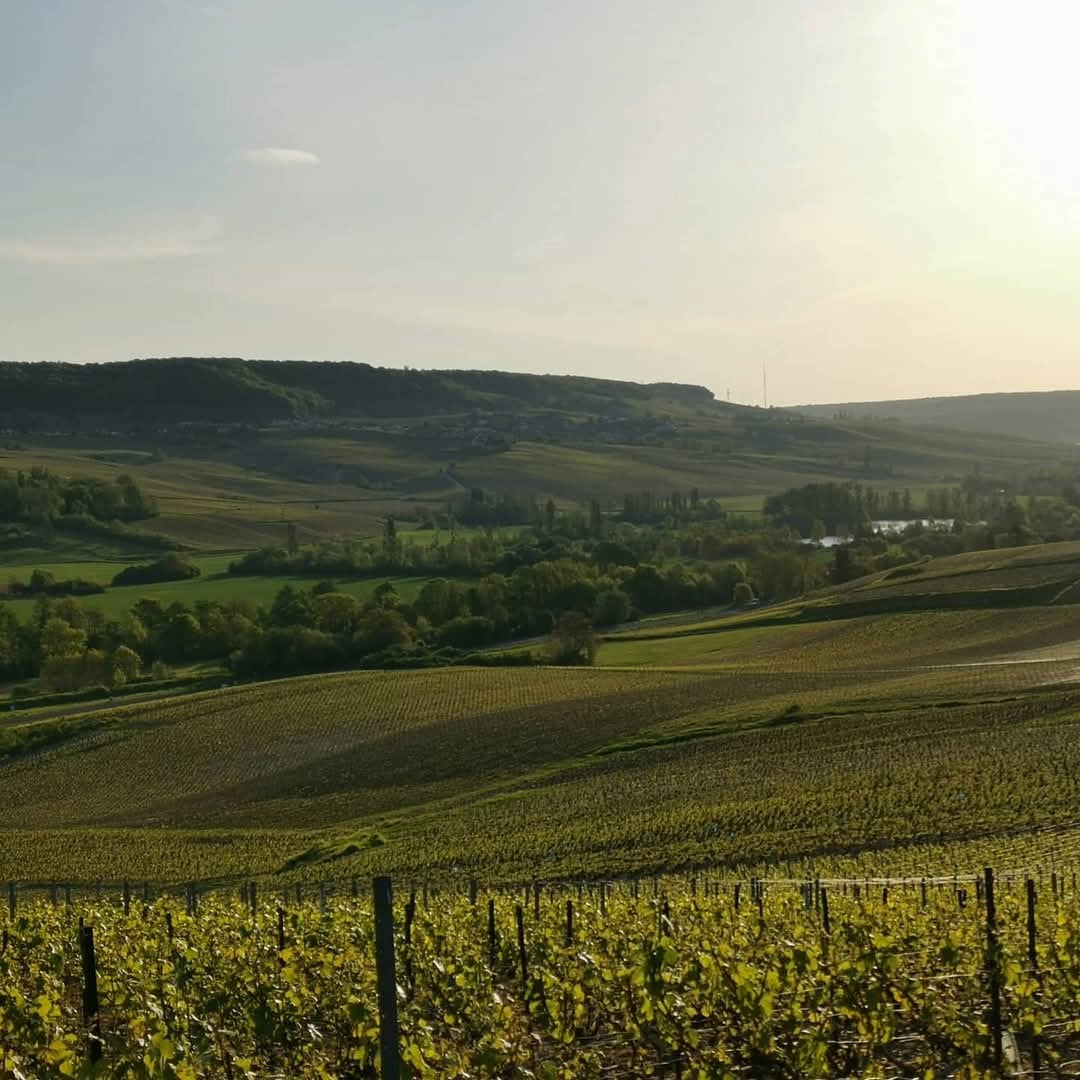 Champagne Tarlant Brut Nature