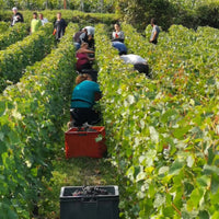 Champagne Tarlant Brut Nature