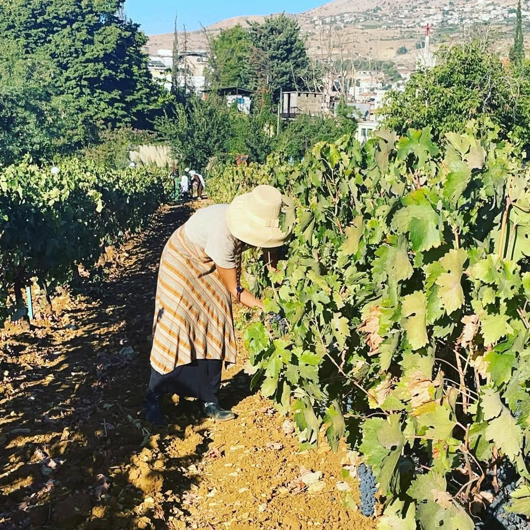 Domaine Des Tourelles White Blend