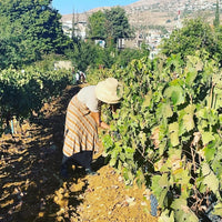 Domaine Des Tourelles White Blend