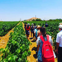 Domaine Des Tourelles White Blend