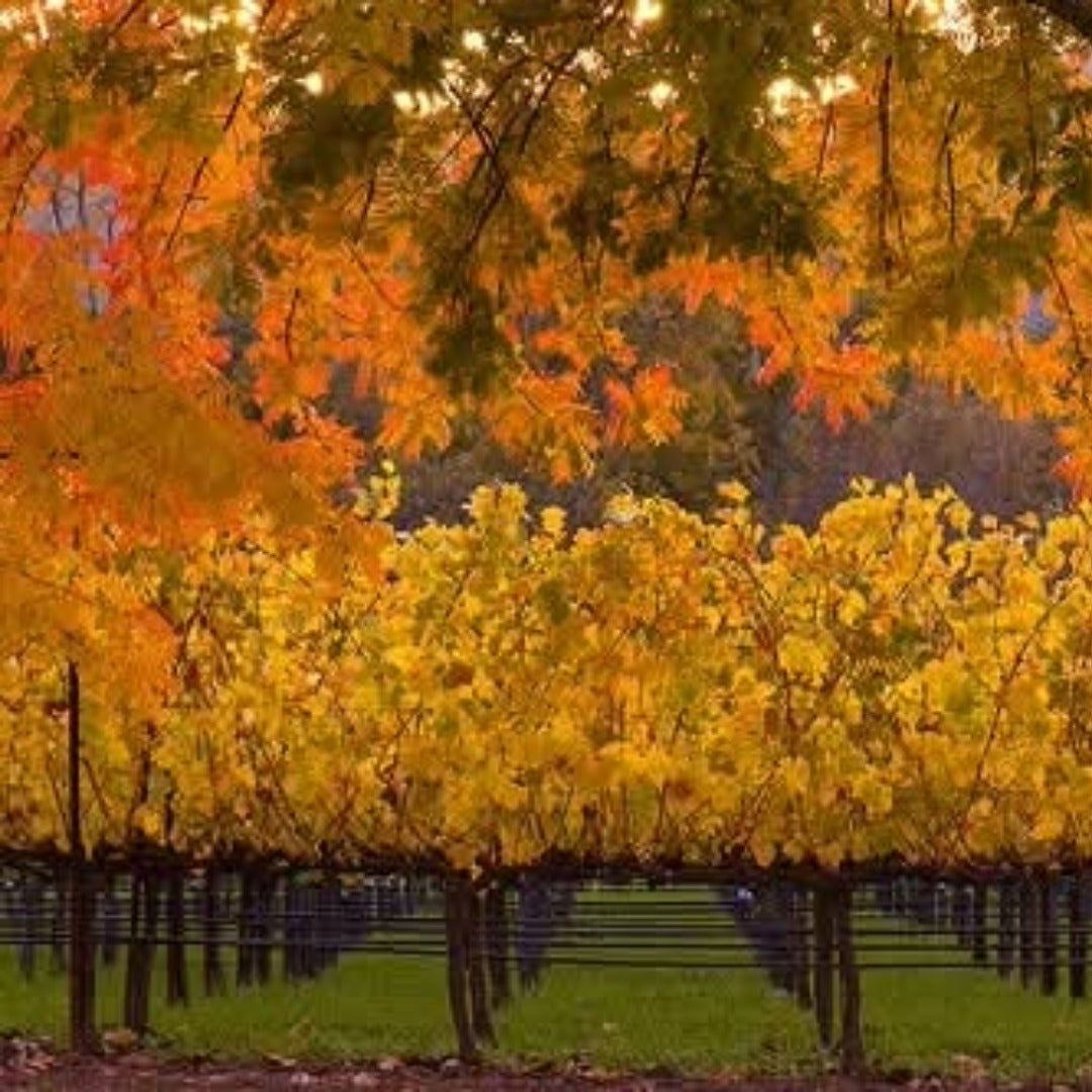 Trefethen Estate Cabernet Sauvignon