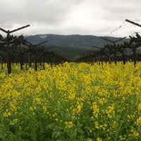 Trefethen Estate Cabernet Sauvignon