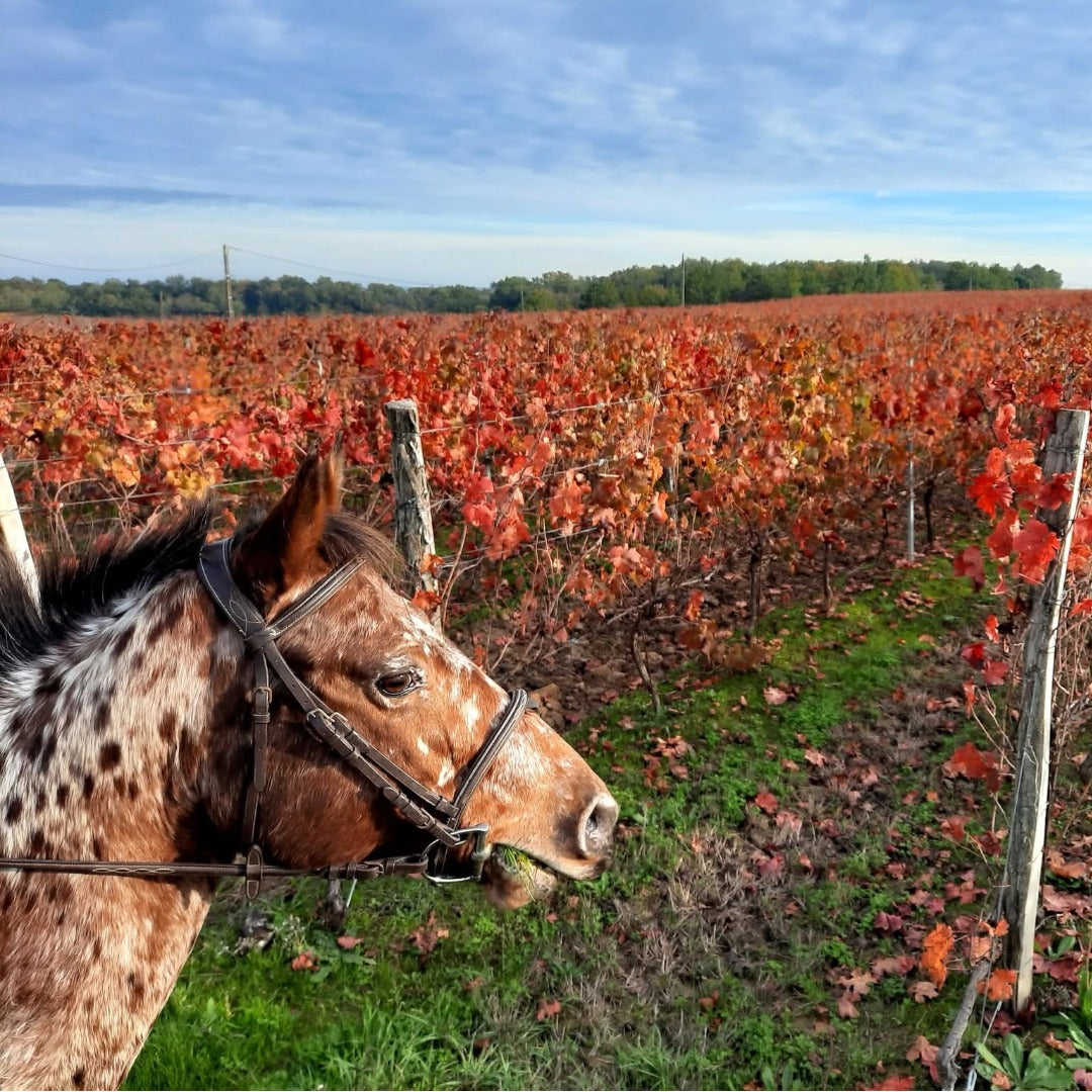 Chateau La Tuilerie Du Puy Bordeaux Superieur