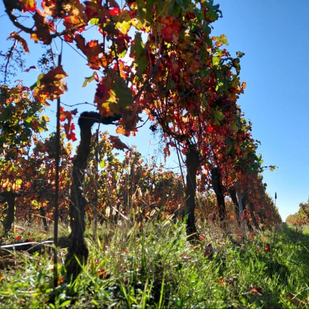 Chateau La Tuilerie Du Puy Bordeaux Superieur