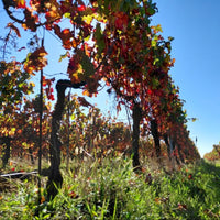 Chateau La Tuilerie Du Puy Bordeaux Superieur