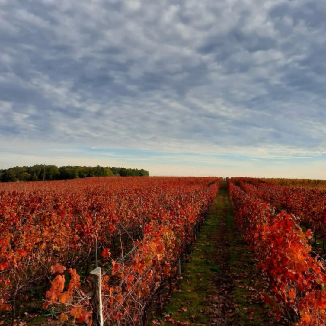Chateau La Tuilerie Du Puy Bordeaux Superieur