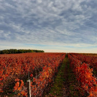 Chateau La Tuilerie Du Puy Bordeaux Superieur