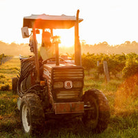 Tyrell's Hunter Valley Chardonnay