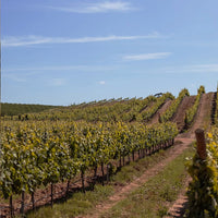 Mingorra Colheita Tinto