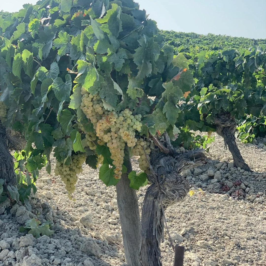 Valdespino Vermouth Herencia