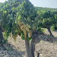 Valdespino Vermouth Herencia