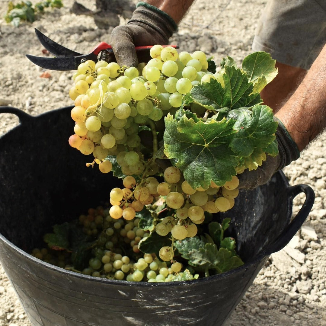 Valdespino Vermouth Herencia