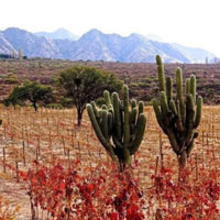 Vallisto Extremo Viejas Blancas