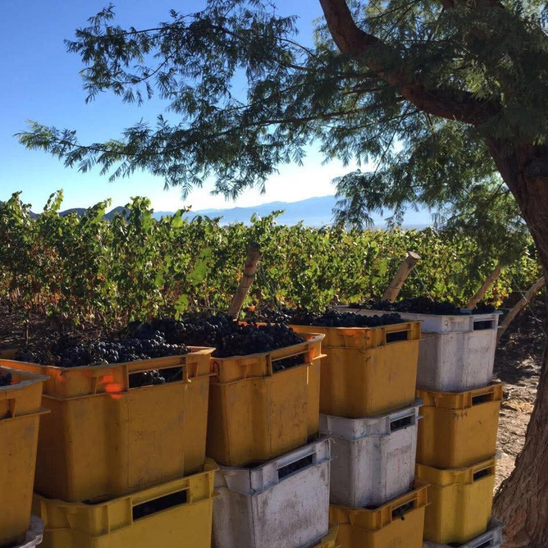 Vallisto Extremo Viejas Blancas