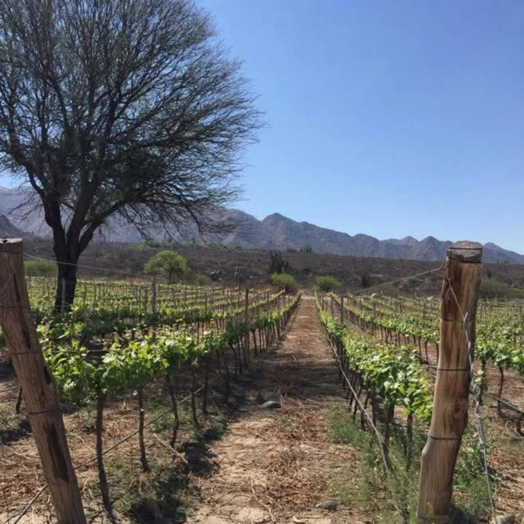 Vallisto Extremo Viejas Blancas