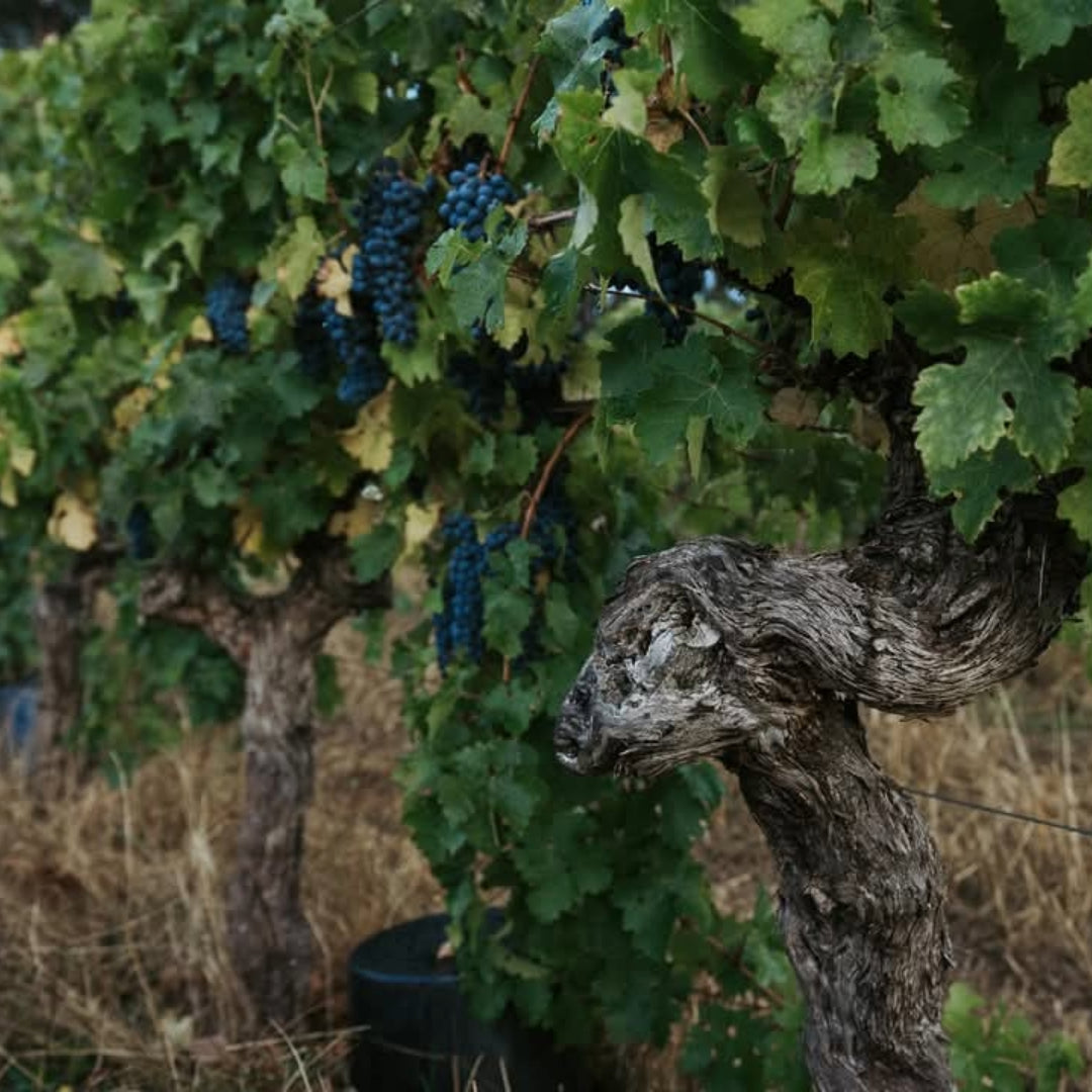 Vasse Felix Margaret River Chardonnay