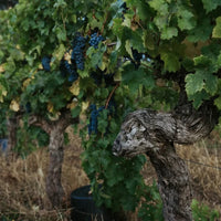 Vasse Felix Margaret River Chardonnay