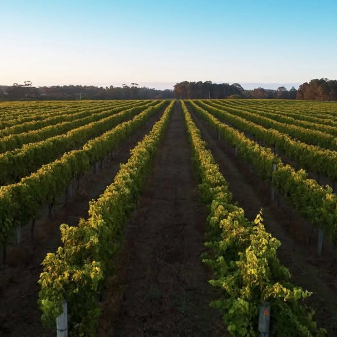 Vasse Felix Margaret River Chardonnay