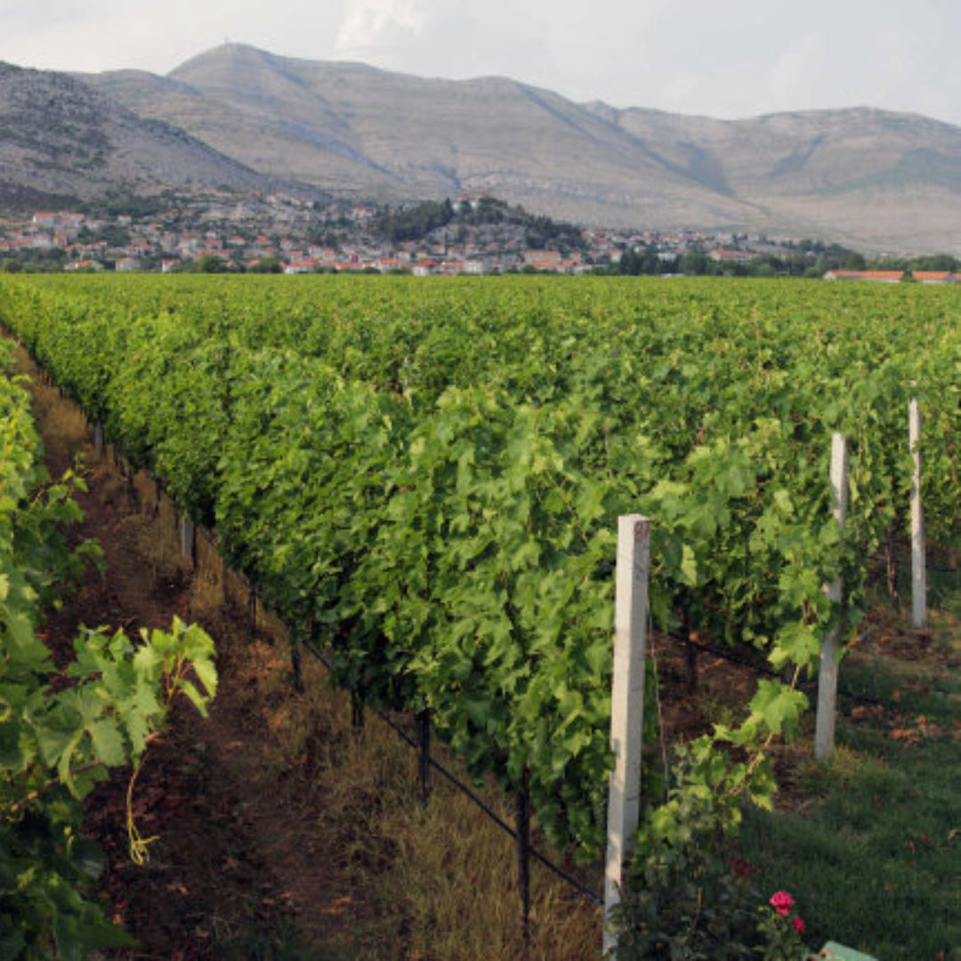 Vukoje Hercegovacki Vranac Rezerva