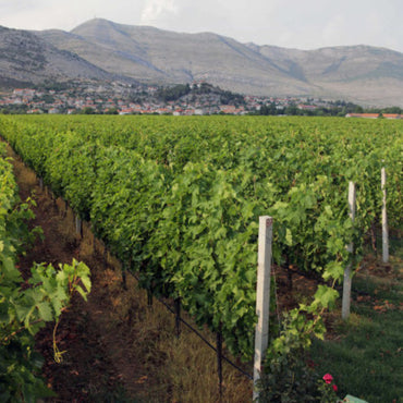 Vukoje Hercegovacki Vranac Rezerva