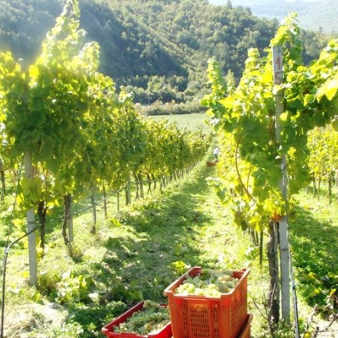 Vukoje Hercegovacki Vranac Rezerva