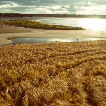 Waterford Ballykilcavan Single Farm Irish Whisky