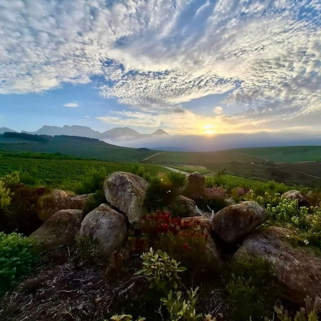 Circumstance Chenin Blanc