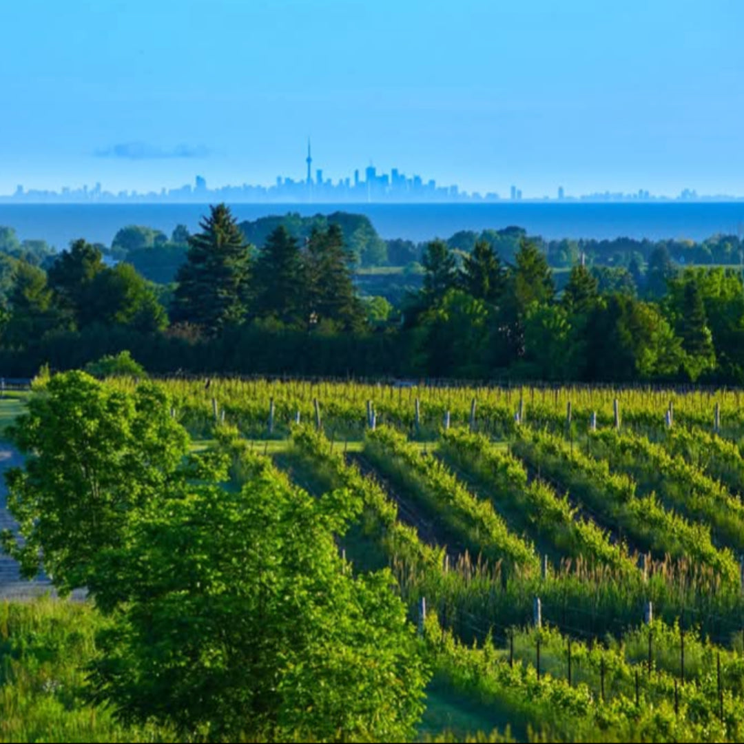 Westcott Vineyards Pinot Noir